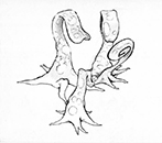 Dessin - Les plantes vivantes 01