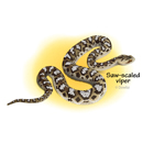 Illustration vectorielle - Echis