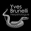 Illustration vectorielle - Vipère aspis